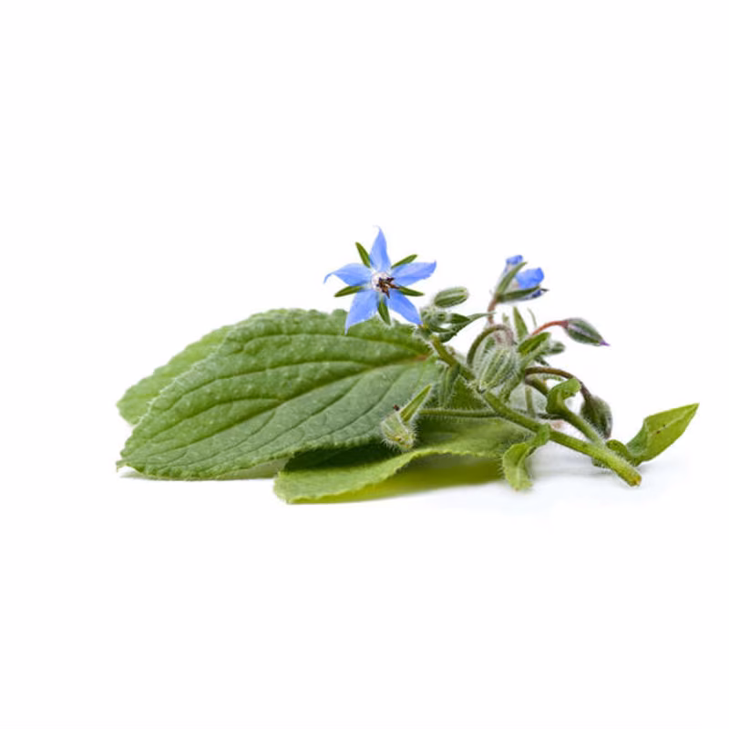 thumbnail-1-NIRVANA SPA Aceite de Borraja Regenerador Piel Madura 50 ml